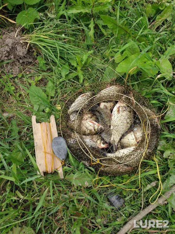 Карась
