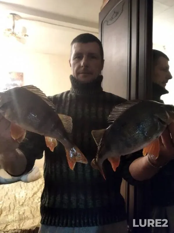 Окунь — Волпянка, 22 нояб. 2019 г.
