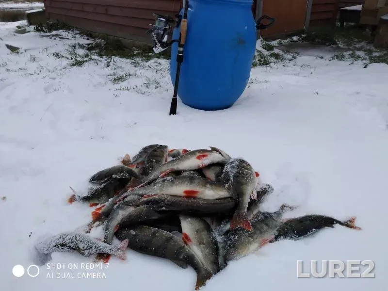 Окунь