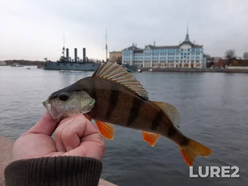 Окунь