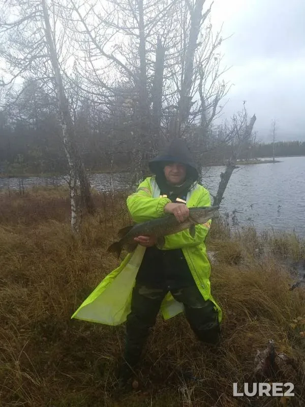Щука
