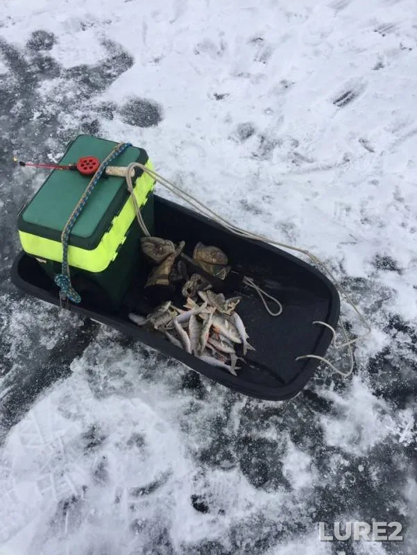 Окунь