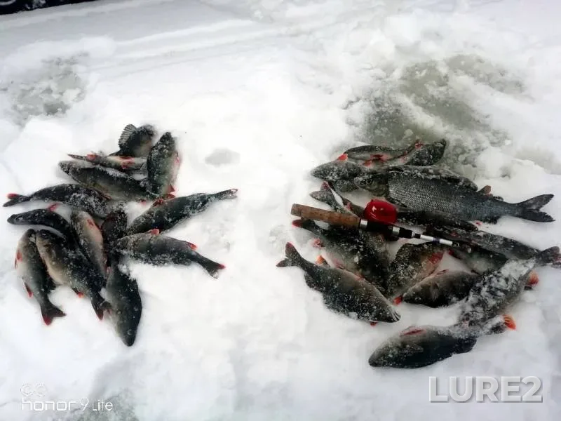Окунь — Республика Карелия, Медвежьегорский район, 02 мар. 2019 г.