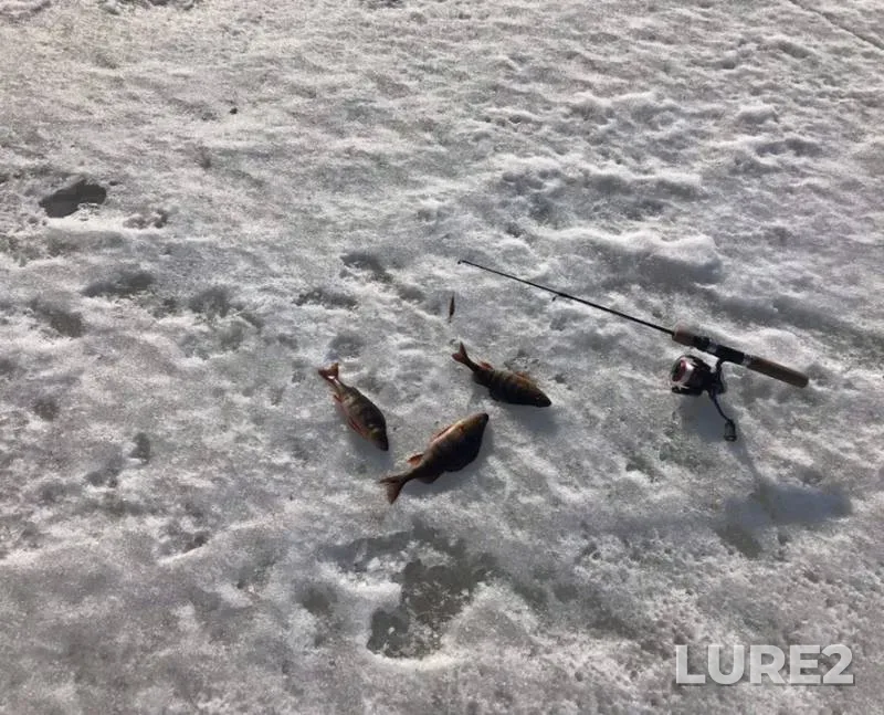 Окунь