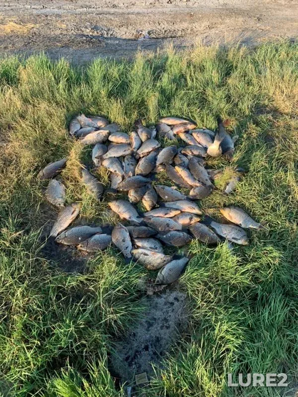 Карась