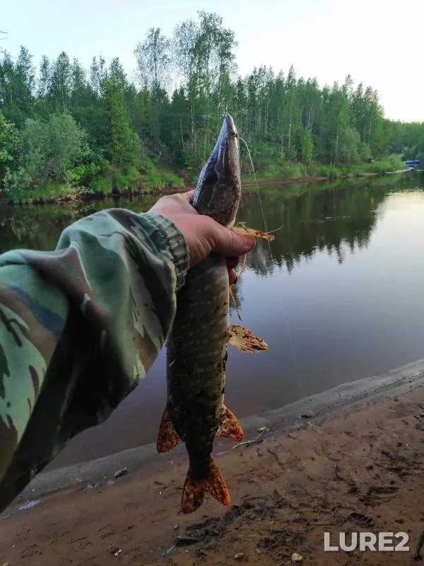 Жерех, Щука