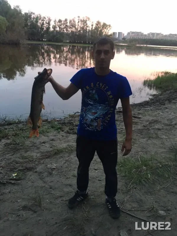 Щука