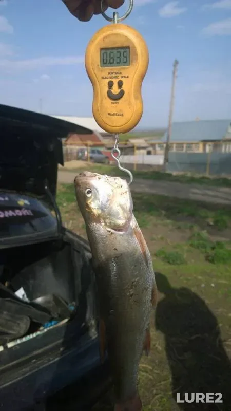 Жерех, Карась