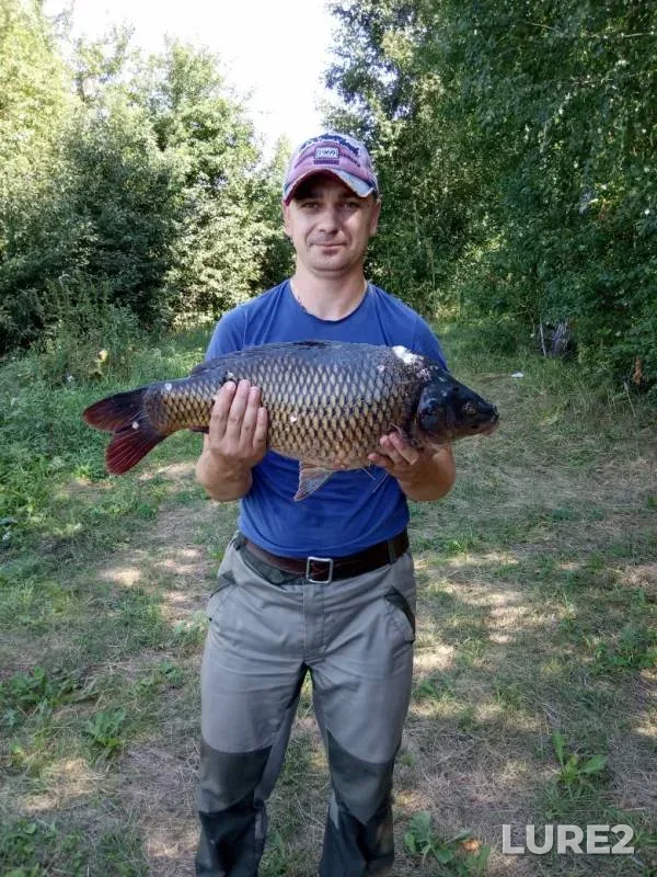 Карп