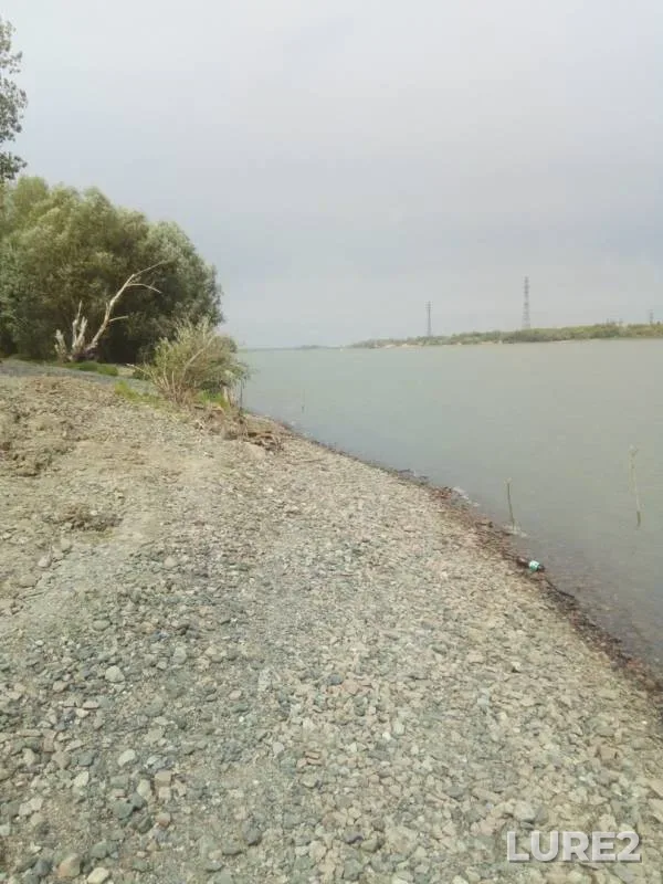 Лещ, Судак