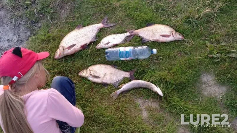 Лещ, Щука