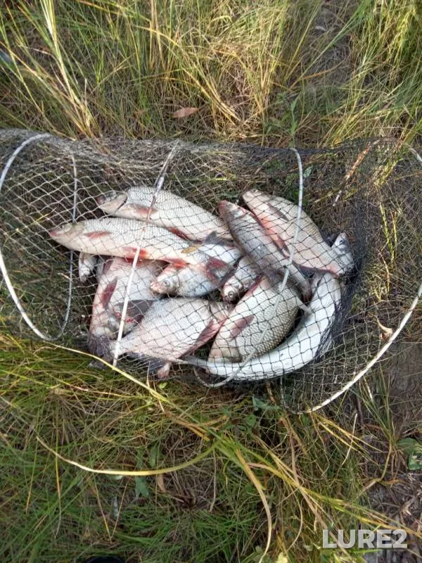 Лещ, Язь