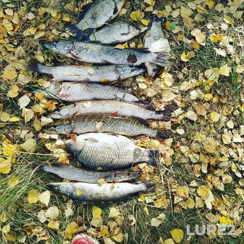 Карась, Щука