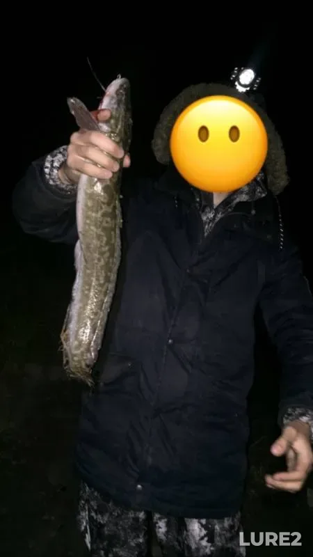 Налим
