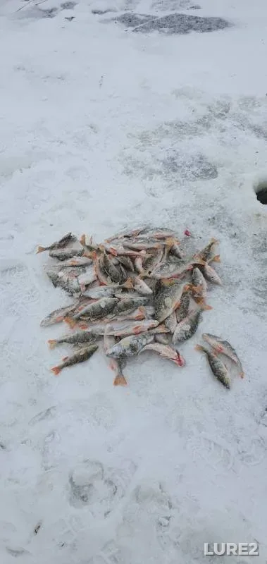 Окунь — Омская область, Крутинский район, 24 нояб. 2019 г.