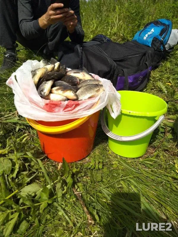 Карась