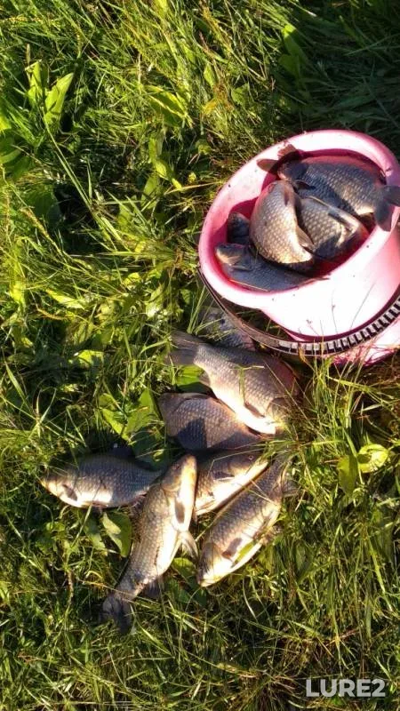 Карась