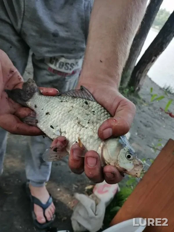 Лещ, Карась