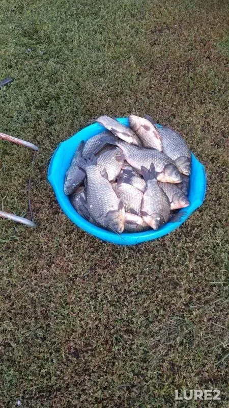 Карась