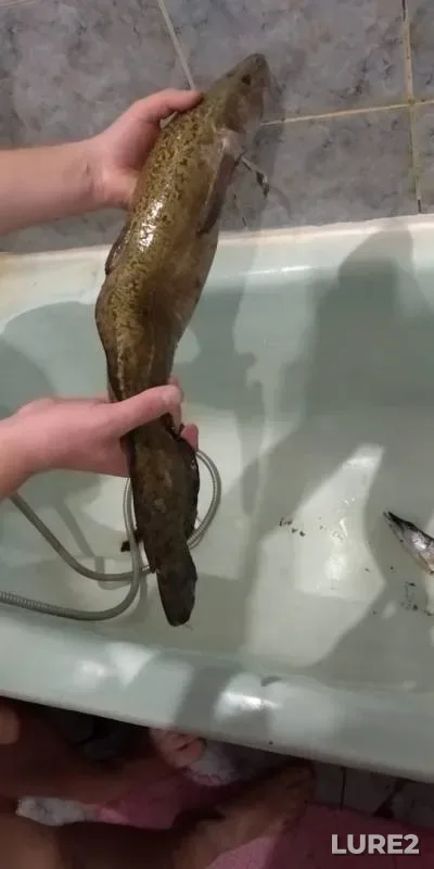 Налим