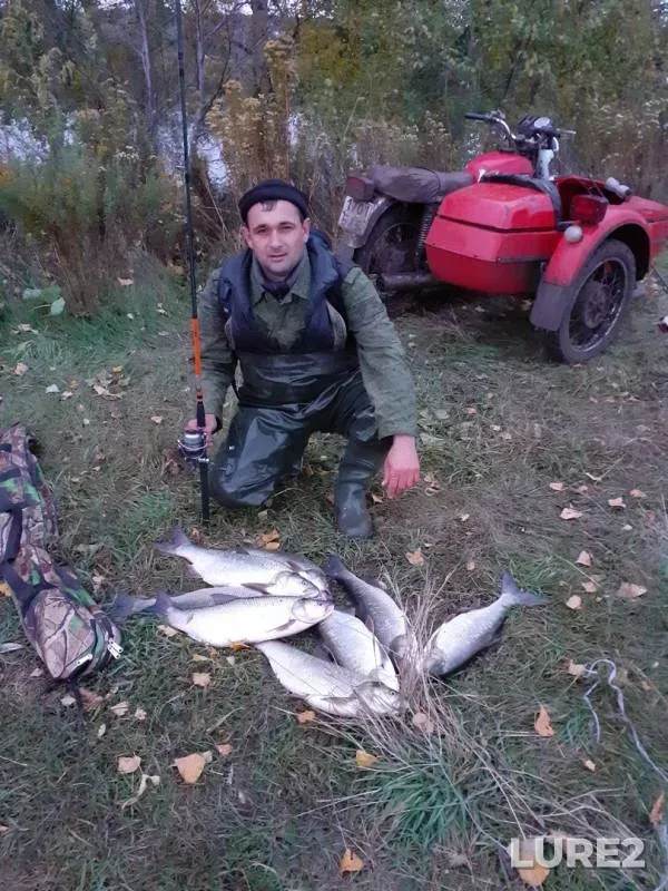 Жерех