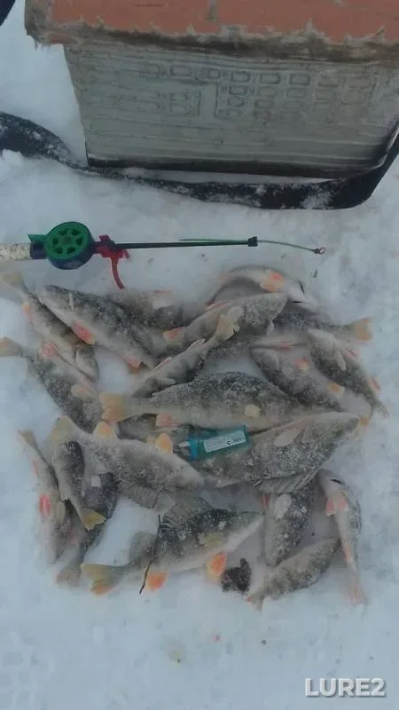 Окунь