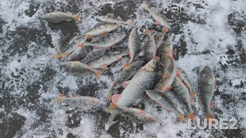 Язь, Окунь