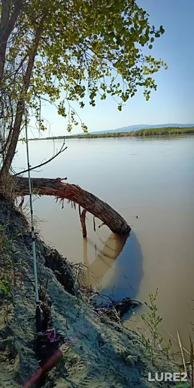 Налим