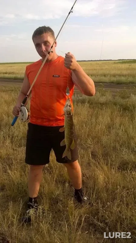 Щука