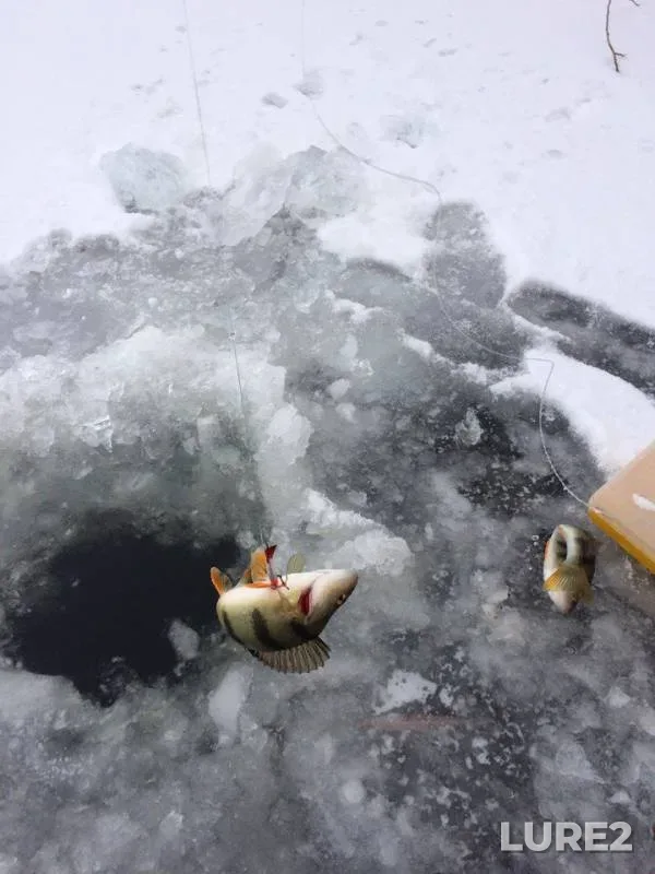 Окунь