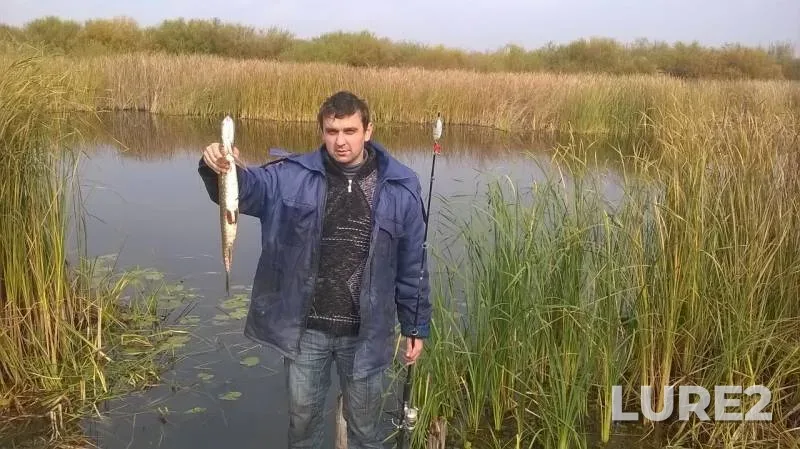 Щука
