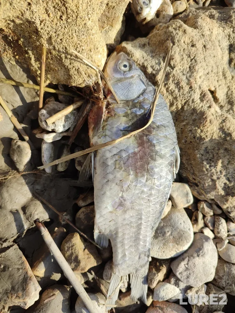 Карась — Ростовская обл., Россия, 346866, 16 апр. 2022 г., 16:00
