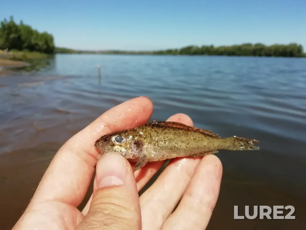 Ёрш — Вятка, 14 авг. 2022 г., 11:33